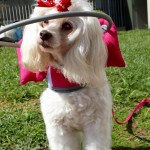 Tina Angel Blind Poodle Halo