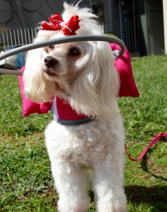 Tina Angel Blind Poodle Halo