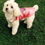 Tina Angel Blind Poodle Halo