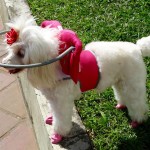 Tina Angel Blind Poodle Halo