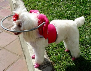 Tina Angel Blind Poodle Halo