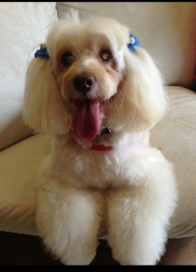 Tina Angel Blind Poodle Halo