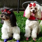 Tina Angel Blind Poodle Halo