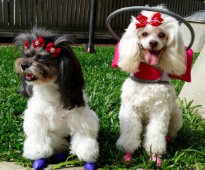 Tina Angel Blind Poodle Halo
