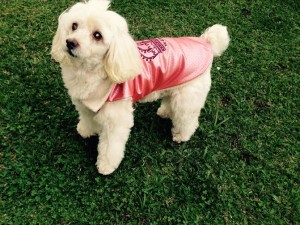 Tina Angel Blind Poodle Halo