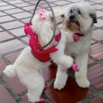 Tina Angel Blind Poodle Halo