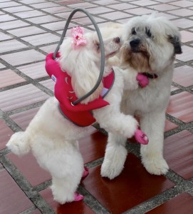 Tina Angel Blind Poodle Halo