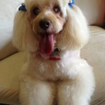 Tina Angel Blind Poodle Halo