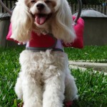 Tina Angel Blind Poodle Halo