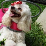 Tina Angel Blind Poodle Halo