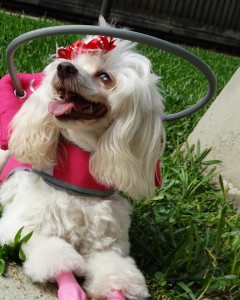 Tina Angel Blind Poodle Halo