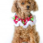 Tippsey Blind Poodle Halo