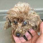 Tippsey Blind Poodle Halo