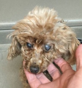 Tippsey Blind Poodle Halo