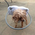 Tippsey Blind Poodle Halo