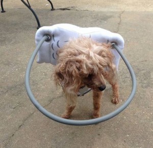 Tippsey Blind Poodle Halo