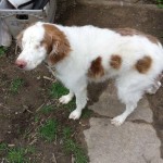 Trooper Blind Springer Spaniel Halo