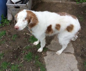 Trooper Blind Springer Spaniel Halo