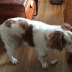 Trooper Blind Spaniel Halo