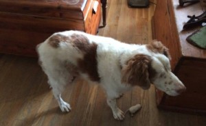 Trooper Blind Spaniel Halo