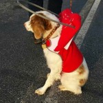 Trooper Blind English Springer Spaniel Halo