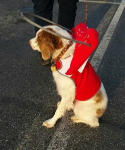 Trooper Blind English Springer Spaniel Halo