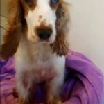 Truska Blind Springer Spaniel Halo