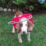 Truska Blind Springer Spaniel Halo