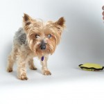 Trust Blind Yorkie Halo