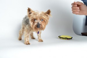 Trust Blind Yorkie Halo