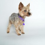 Trust Blind Yorkie Halo