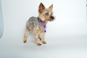 Trust Blind Yorkie Halo