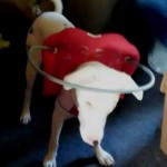 Valcore Blind Pit Bull Terrier Halo