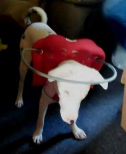 Valcore Blind Pit Bull Terrier Halo