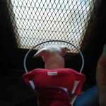 Valcore Blind Pit Bull Halo