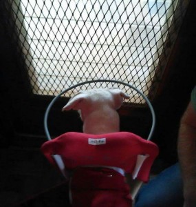 Valcore Blind Pit Bull Halo