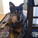 Wasi Blind German Shepard