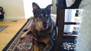 Wasi Blind German Shepard