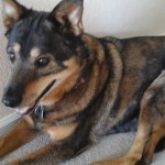 Wasi Blind German Shepard Halo