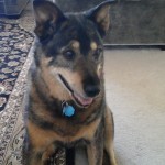Wasi Blind German Shepard Halo