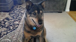 Wasi Blind German Shepard Halo
