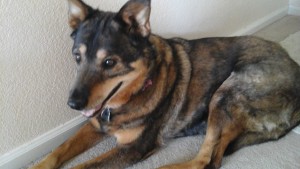 Wasi Blind German Shepard Halo