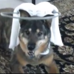 Wasi Blind German Shepard Halo