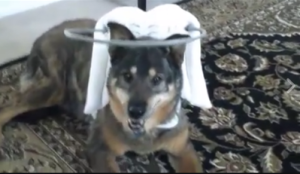 Wasi Blind German Shepard Halo