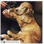 William Blind Cocker Spaniel Halo