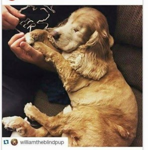 William Blind Cocker Spaniel Halo