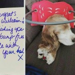 William Blind Cocker Spaniel Halo