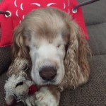 William Blind Cocker Spaniel Halo