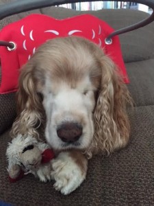 William Blind Cocker Spaniel Halo