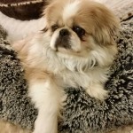 Yang Blind Pekingese Halo